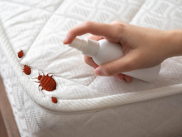  West Canton, NC Pest Control Pros